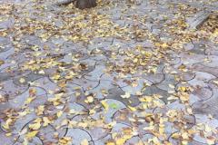 Un tappeto di foglie